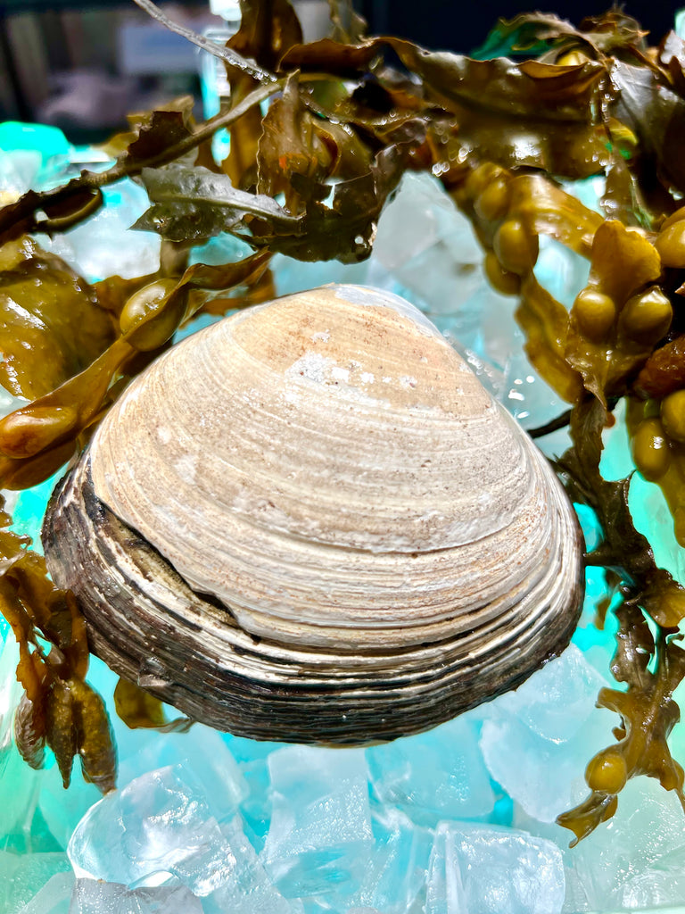 北海道北寄貝刺身( ほっき貝)/ Japnese Hokkigai Clam Sashimi (Wild Catched)