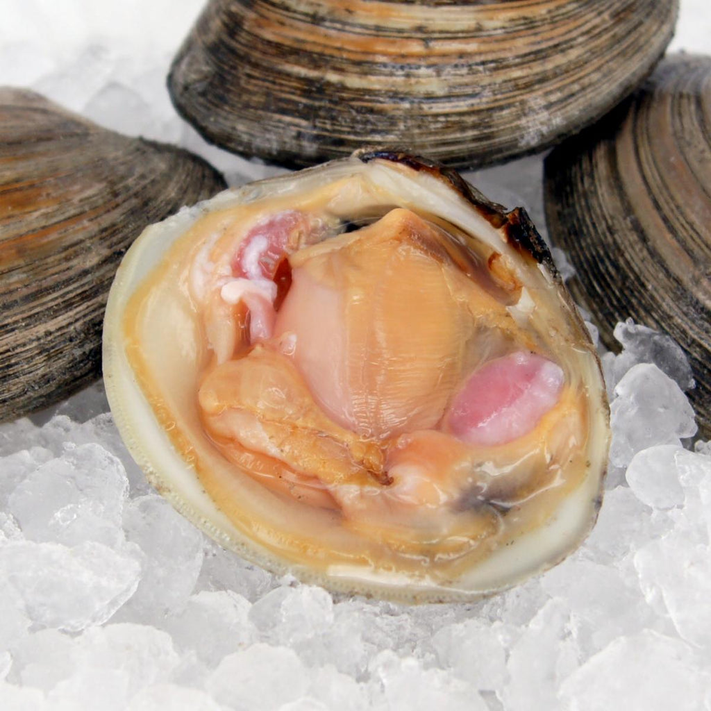 活加拿大車厘蜆 (Live Canadian Cherrystone Clams)