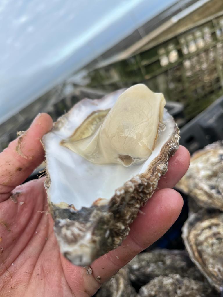 Cooley Gold Oysters ®