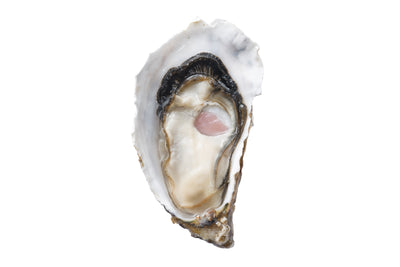 PREMIUM QUALITY OYSTERS