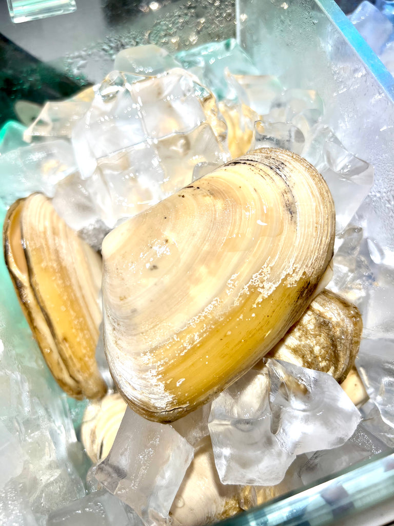 野生-紐西蘭刀貝蜆刺身 2-4粒 （WILD-CATCHED NEW ZEALAND TUA TUA LIVE CLAMS 2 至 4 pcs）