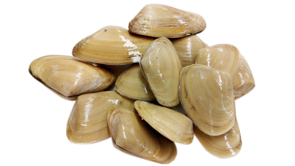 野生-紐西蘭刀貝蜆刺身 2-4粒 （WILD-CATCHED NEW ZEALAND TUA TUA LIVE CLAMS 2 至 4 pc ...